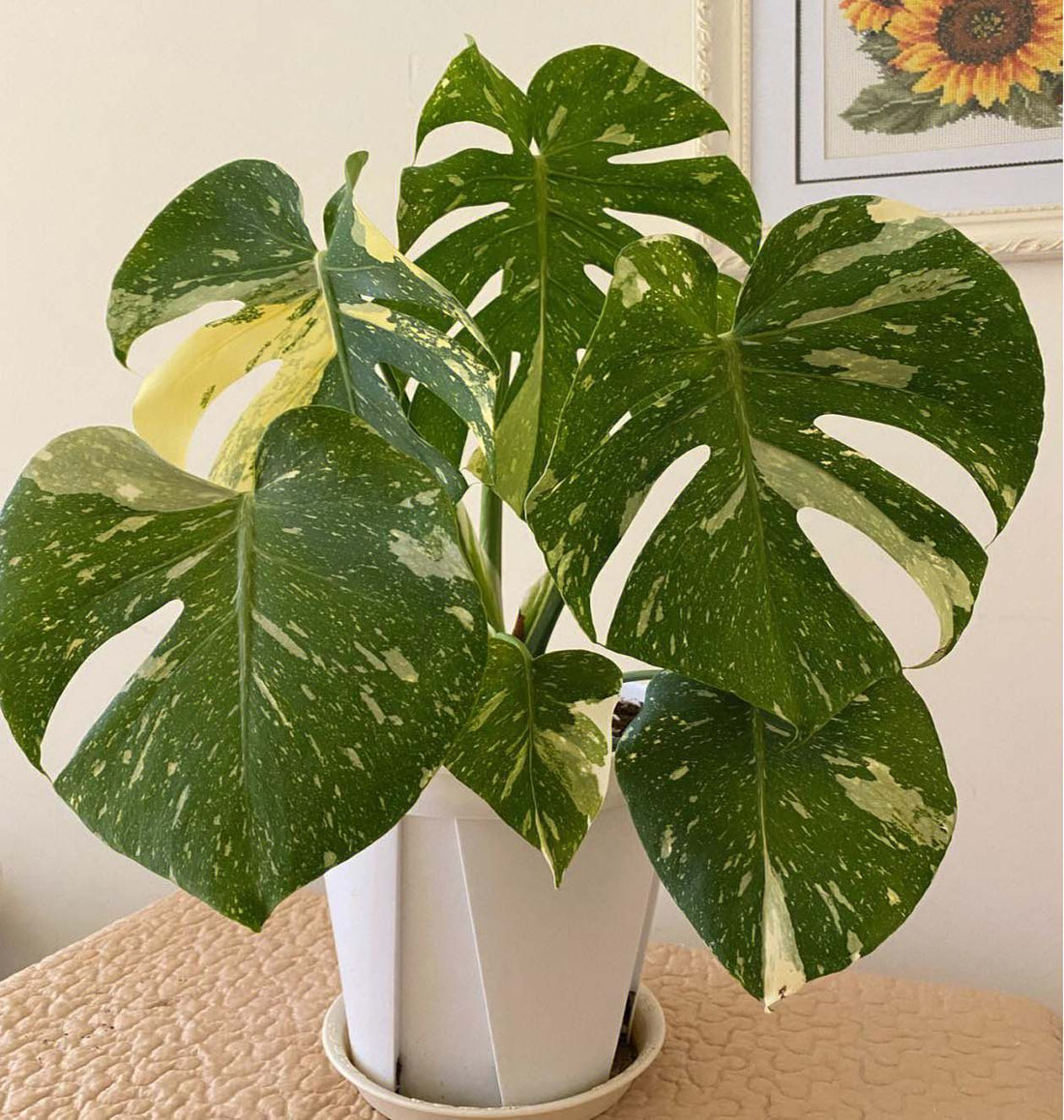 How to Care for Monstera Thai Constellation: A Rare and Beautiful Plant