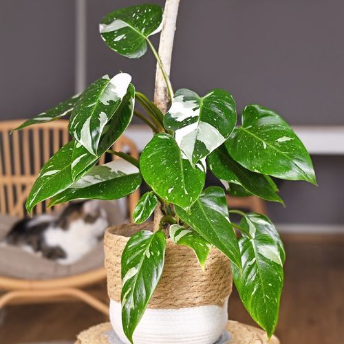 House plant philodendron white princess