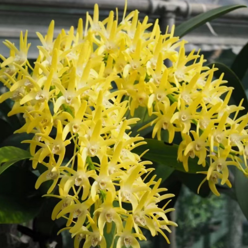 Dendrobium speciosum, the love song of orchids • magnificent flowers