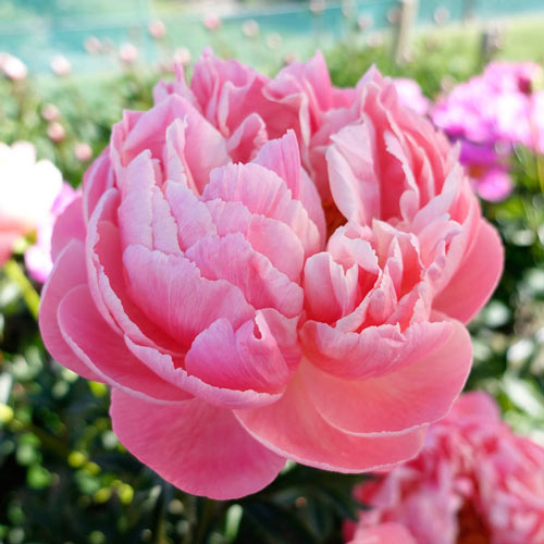 How to Care for Paeonia Coral Charm: A Gorgeous Peony Variety