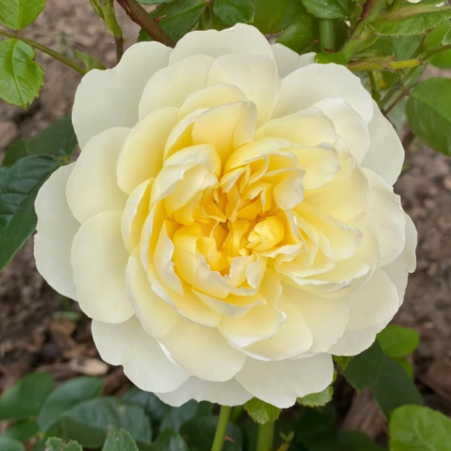 How to choose good roses