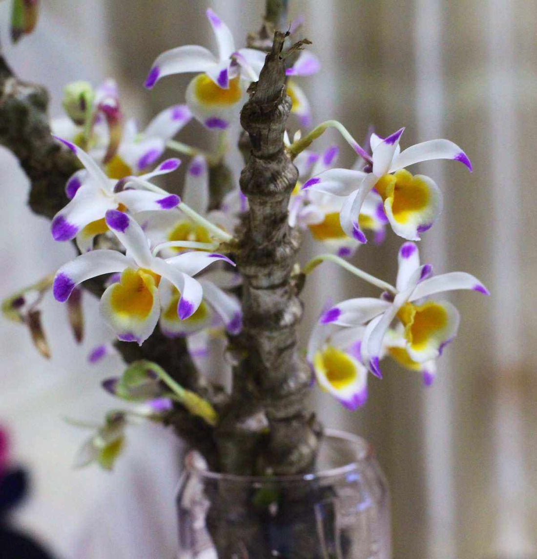 The accordion-like orchid Dendrobium pendulum