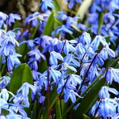 How to Grow and Care for Scilla siberica in Your Garden
