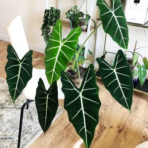 Three Tips for Caring for Alocasia Frydek Variegated