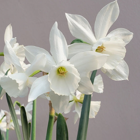 Daffodil bulbs planted in autumn——White