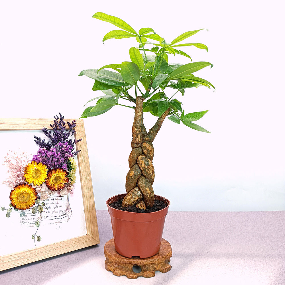 Money Tree,Woven - 12-Inches Tall