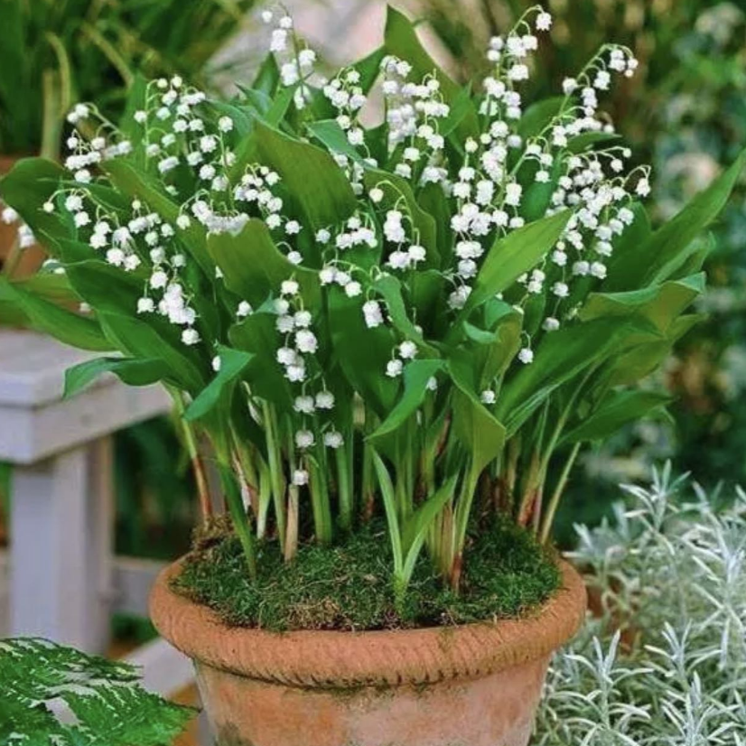 Lily of the Vally