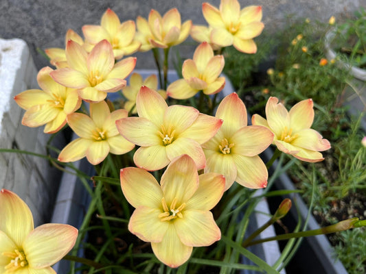Rain Lily Snowdrops Bulbs for Planting Now——Yellow