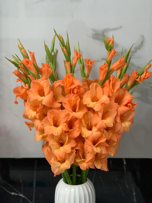 Gladiolus Bulbs Colorful Choice of Cut Flowers——Orange