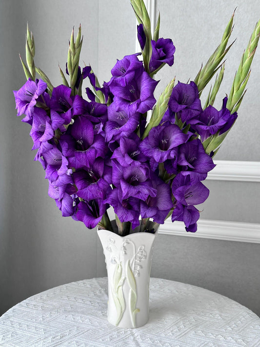 Gladiolus Bulbs Colorful Choice of Cut Flowers——Purple