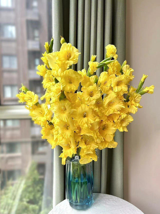 Gladiolus Bulbs Colorful Choice of Cut Flowers——Yellow
