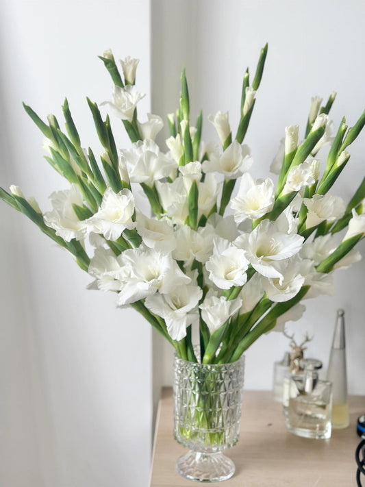 Gladiolus Bulbs Colorful Choice of Cut Flowers——White