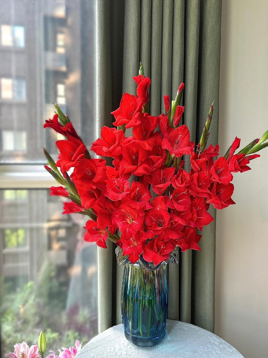 Gladiolus Bulbs Colorful Choice of Cut Flowers——Red