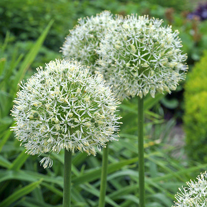 Exquisite Allium, Campanulata, and Leucojum Bulbs: Elevate Your Garden with Beauty and Elegance!