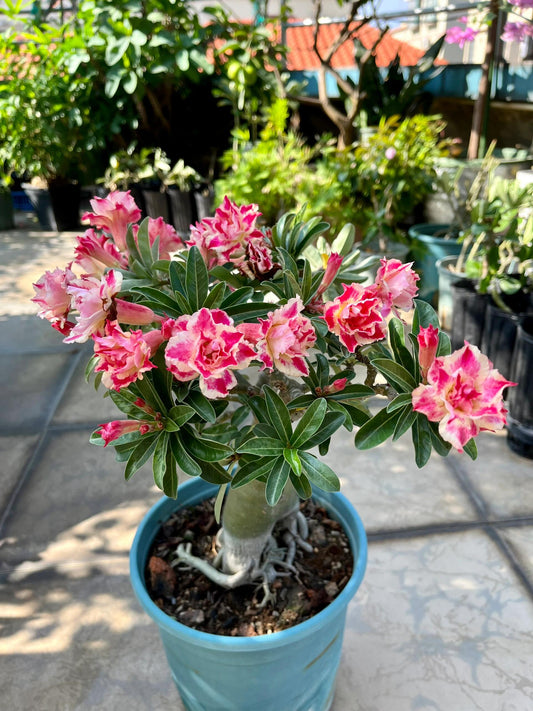 Compact Pink Desert Rose Succulent - 2-3 Inches High, Perfect for Small Spaces