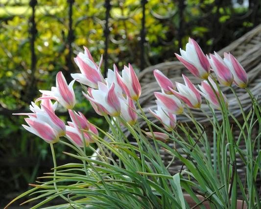 Tulip bulbs, suitable for garden decoration, perennial bulbs