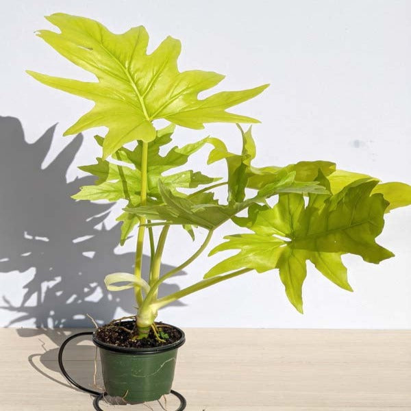 Philodendron warscewiczii Golden Rare
