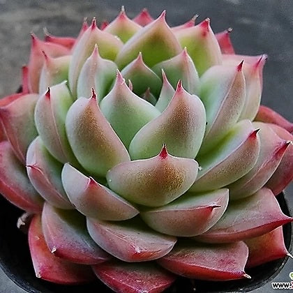 Echeveria ‘Pink Crystal’, Succulent Plant Fully Rooted in Pots with ...