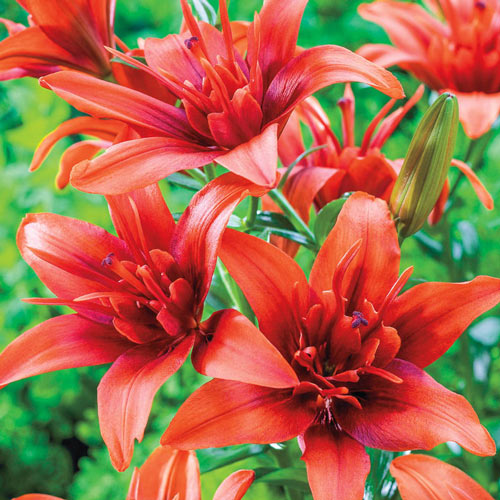 Lily bulbs, Double Lilium Asiatic Red Twin, Elodie, Apricot Fudge