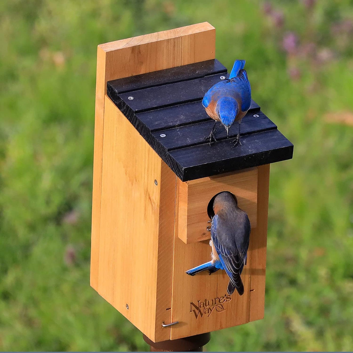 Bluebird Box House