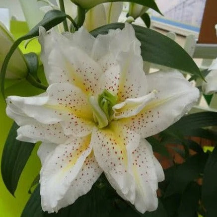 Lilium Oriental 'Roselily Sita'
